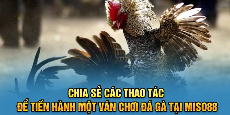 chia-se-cac-thao-tac-de-tien-hanh-mot-van-choi-da-ga-tai-miso88